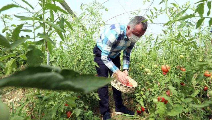 Bayraktar köyünde ilk hasadı Başkan Büyükakın yaptı