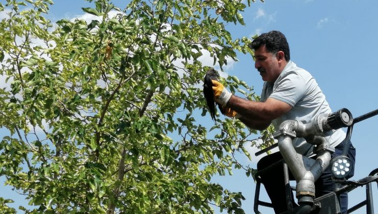 Bingöl’de ayağı ağaç dalına takılı kalan karga kurtarıldı