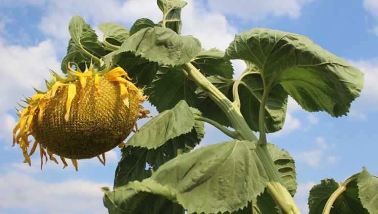 Ay çekirdeğine yoğun ilgi