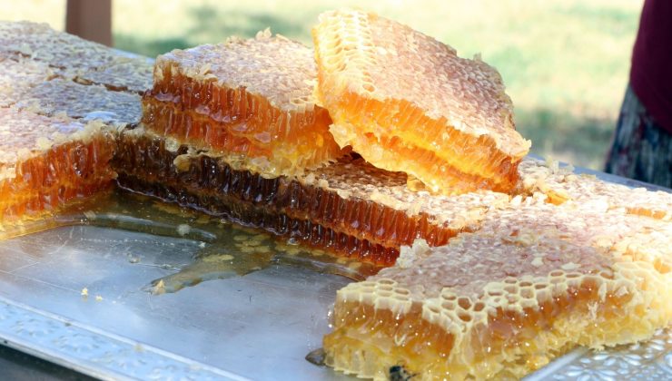 Bozok Yaylasında bal hasadı başladı