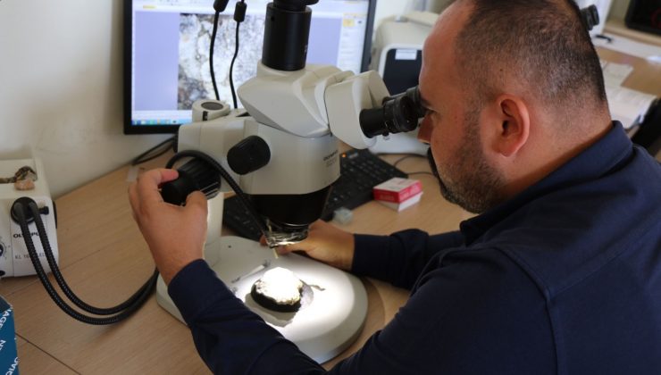 Bugüne kadar hiç rastlanmayan 3 yeni tür bulundu