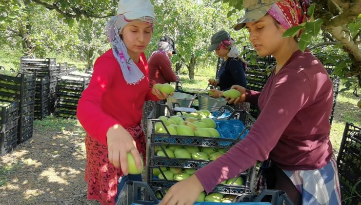 Bursa’da armut hasadında fiyatlar çiftçiyi mutlu etti