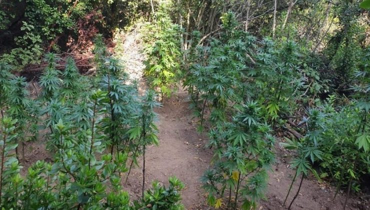 Bursa’da jandarmadan kenevir operasyonu