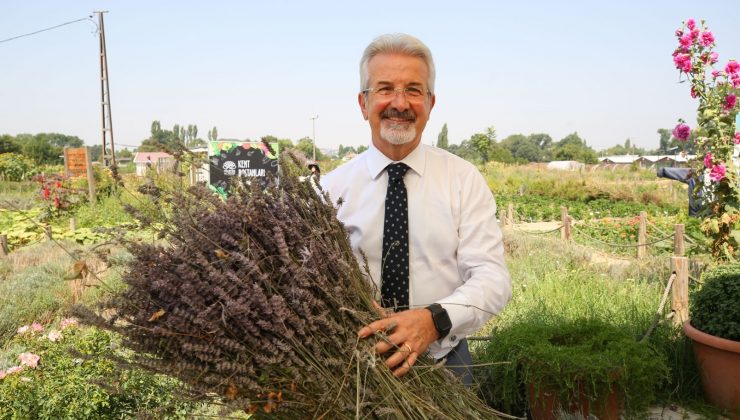 Bursa’da lavanta üretimi artırılacak