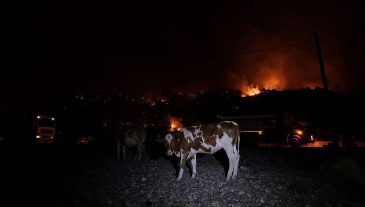 Büyükbaş hayvanlarını deniz kenarına getirerek korudular