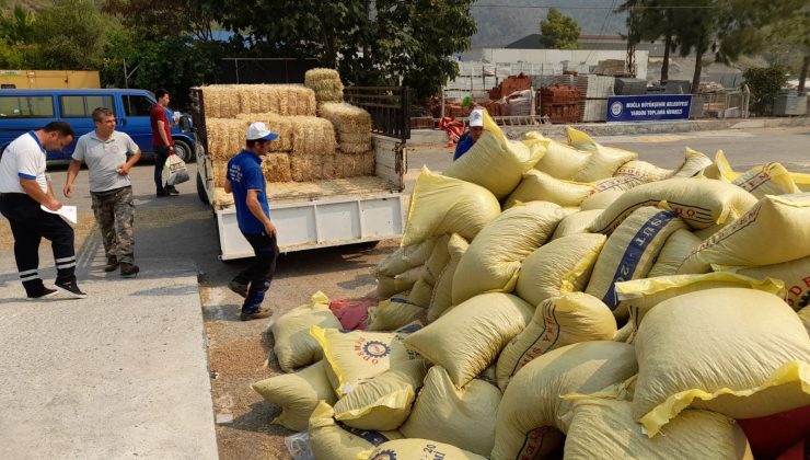 Büyükşehirden yangın mağduru üreticilere 368 ton hayvan besini desteği