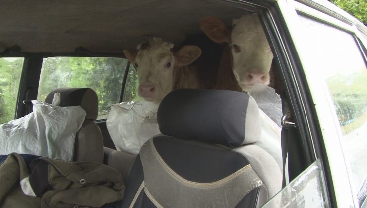 Buzağılarını aracının bagajına koyarak kurtardı