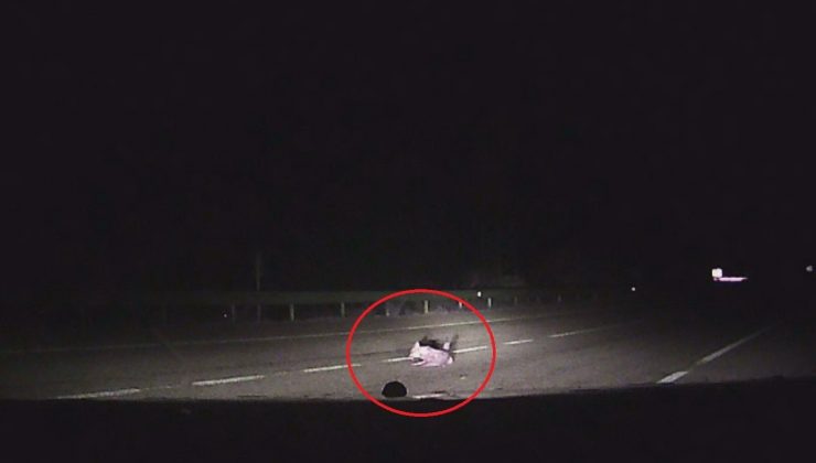 Çakal yavrusu kazara otomobilin altında ezildi