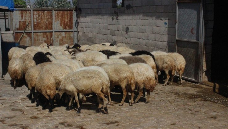 Çaldığı koyunları satarak parasını gazinoda yedi