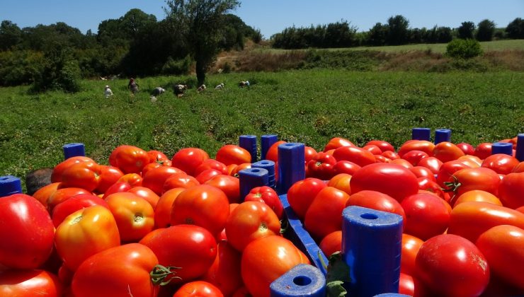 Çanakkale’de domates hasadı sancılı başladı: Tarlada ucuz, zincir marketlerde 10 katına satılıyor