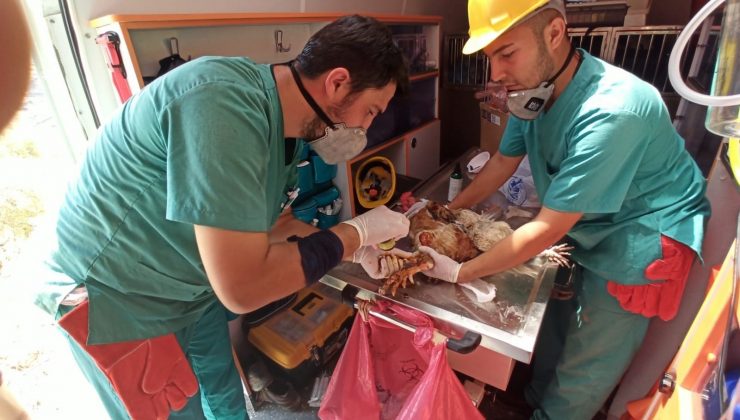 “Canbulan” Manavgat’tan sonra şimdi Muğla’da