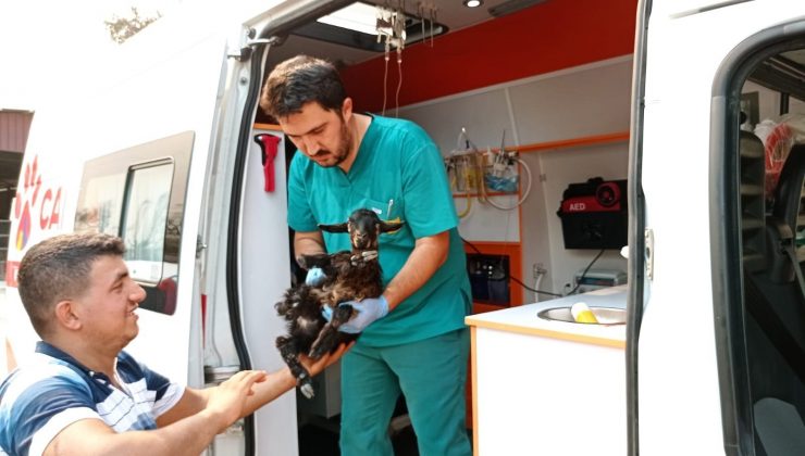 “Canbulan” yangından zarar gören hayvanların yarasını sarıyor
