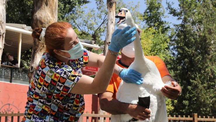 Çankaya’nın simgesi kuğular sağlık kontrolünden geçirildi