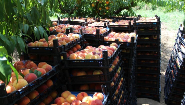 Çarşamba Ovası’nda şeftali hasadı