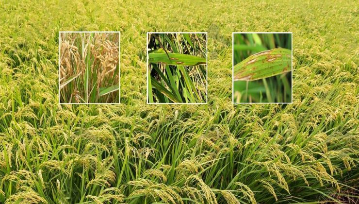 Çeltikte yanıklık hastalığı ile mücadele