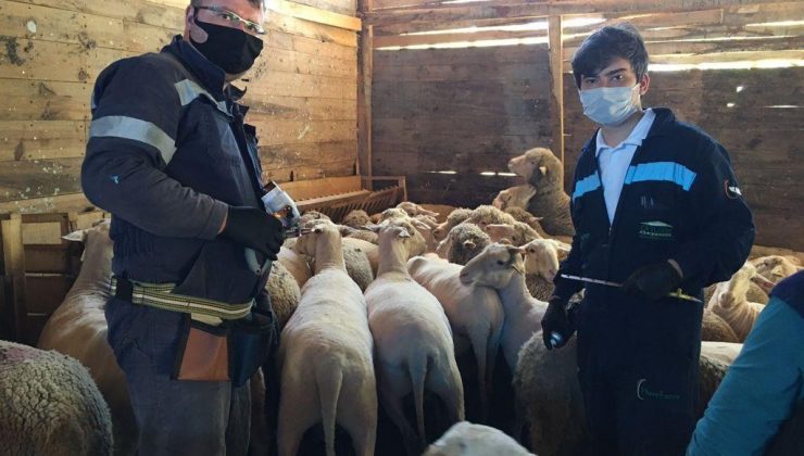 Çiçek hastalığı sebebiyle 4 köy karantinaya alındı