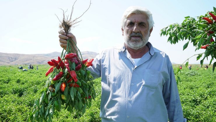 Çiftçi, fide desteğinden memnun