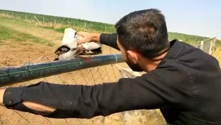 Çitlere takılan kargayı çiftlik çalışanı kurtardı