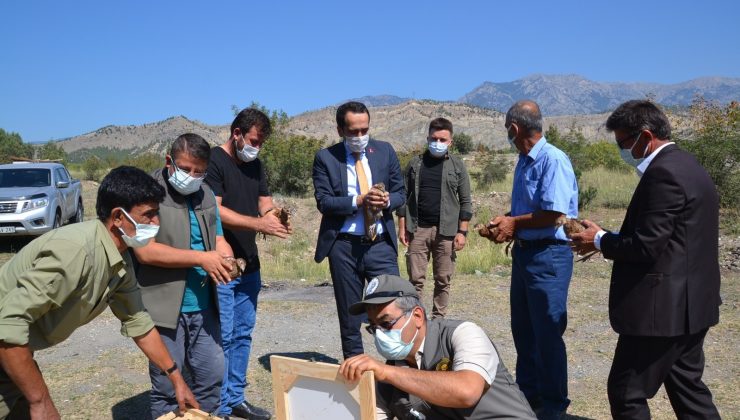 Çorum’da 300 sülün doğaya salındı