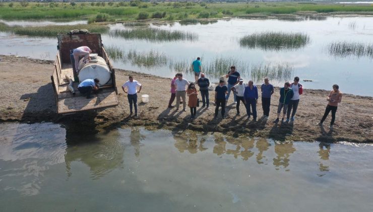 Çorum’da göletlere 944 bin balık yavrusu bırakıldı