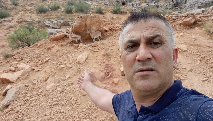 Dağ keçileri karayoluna indi