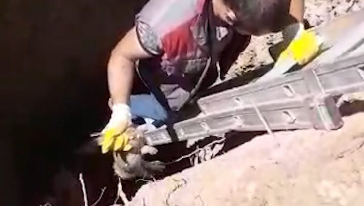 Definecilerin açtığı 14 metrelik çukura düşen tavşanı itfaiye kurtardı