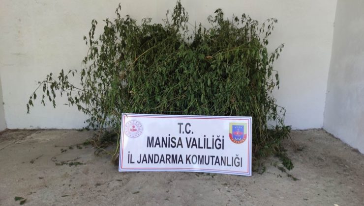 Dere yatağında 716 kök kenevir ele geçirildi