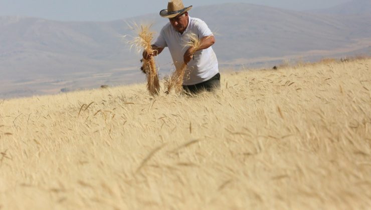 Develi’de ‘Gacer’ hasadı yapıldı