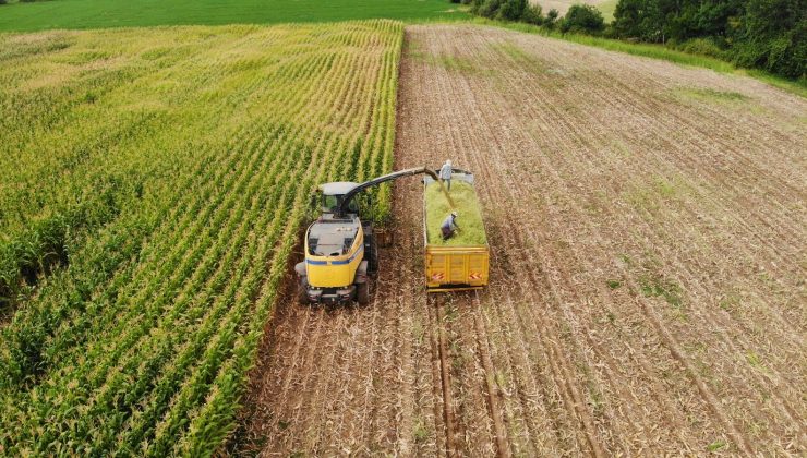 Devlet destek verdi, mısır üretimi arttı