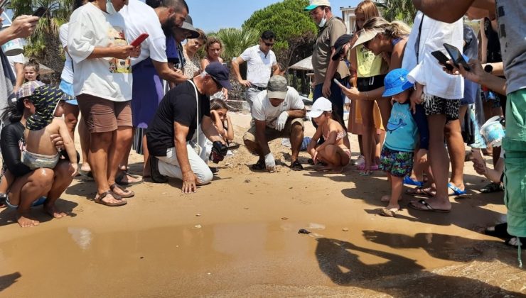 Didim’i tercih eden caretta carettaların yavruları denizle buluştu