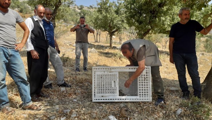 Diyarbakır kırsalına sülün kuşları bırakıldı