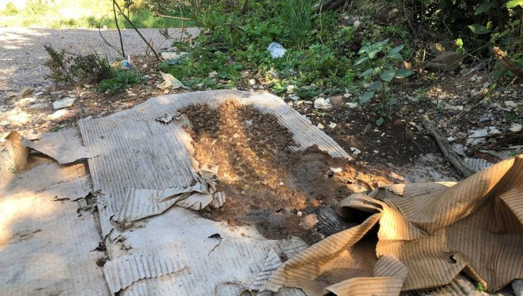 Doğaya bilinçsizce bırakılan köpek mamaları sağlığı tehdit ediyor