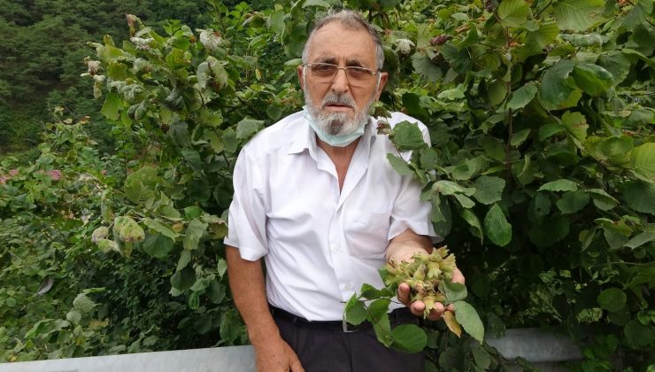 Doğu Karadeniz’de fındık hasadı başladı