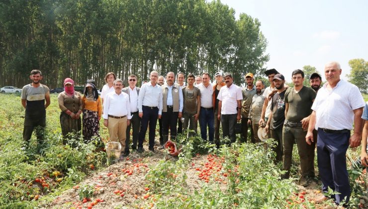 Domates hasadında salça fabrikalarına çağrı