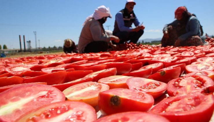 Dünya sofralarına lezzet katacak kurutmalık domatesin hasadı başladı