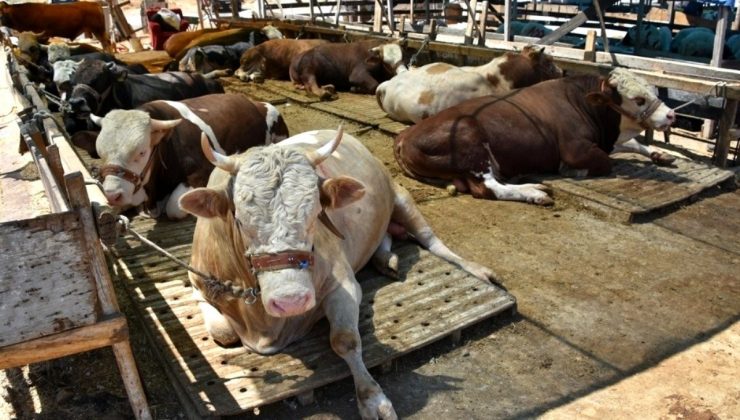 Düzce’den 3.6 milyon hayvan gönderildi