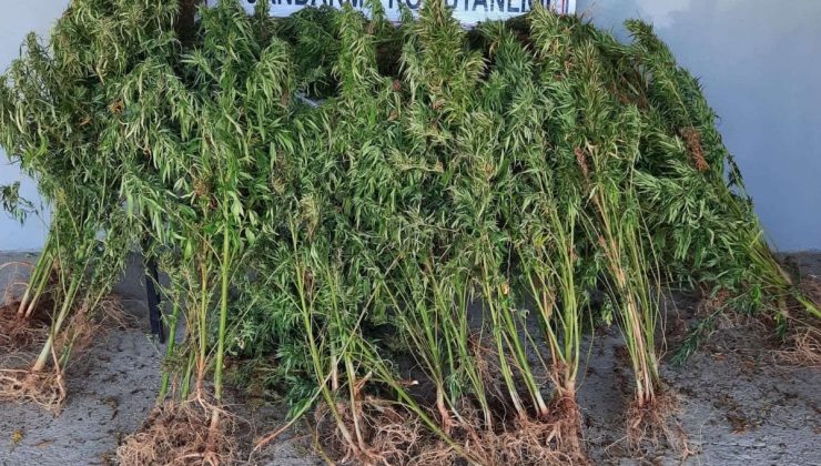 Elazığ’da 110 kök kenevir ele geçirildi