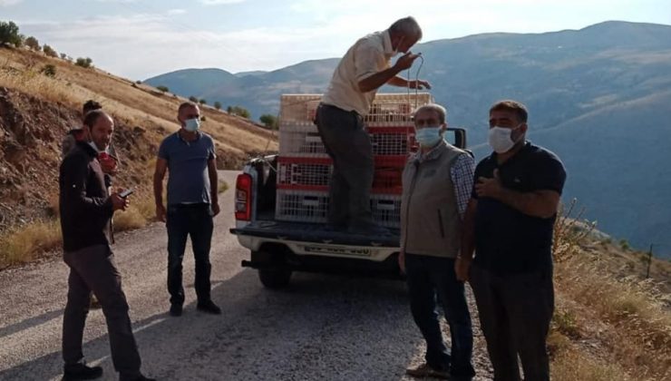 Elazığ’da 850 keklik doğaya salındı