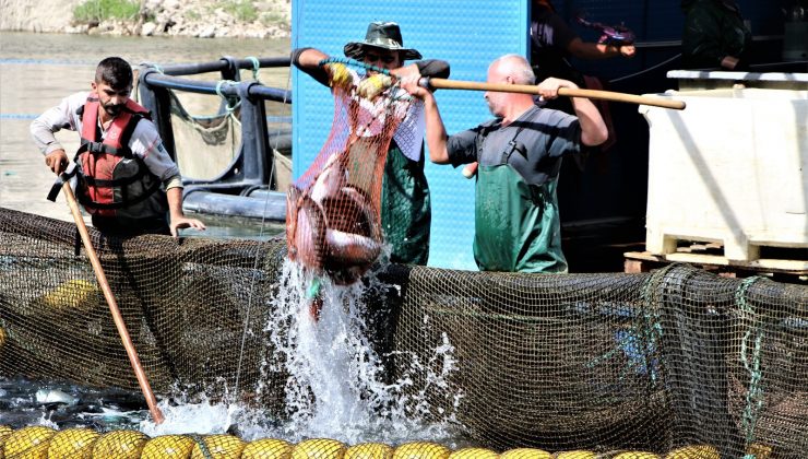 Elazığ’da üretilen alabalık 25 Avrupa ülkesine ihraç ediliyor