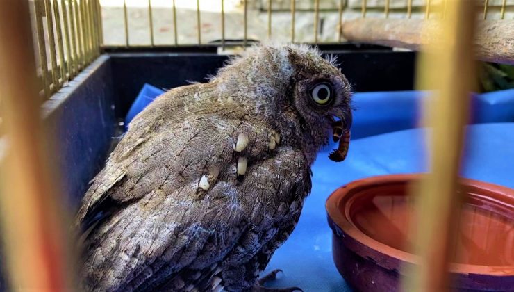 Elle besliyorlardı, avlanır hale geldi