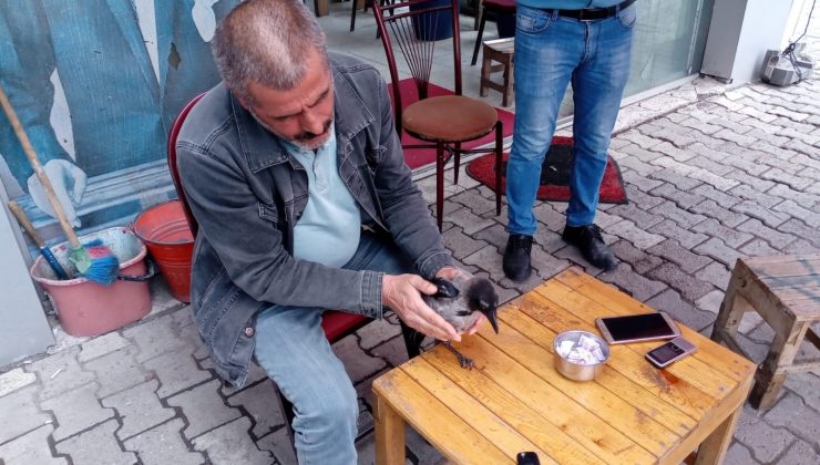 Elleriyle besledikleri karga yanlarından ayrılmıyor