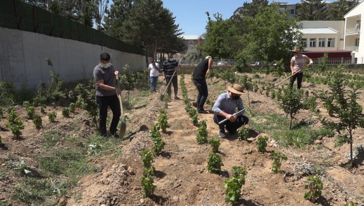 Endemik Erciş üzümü gelecek nesiller için toprakla buluşturuldu