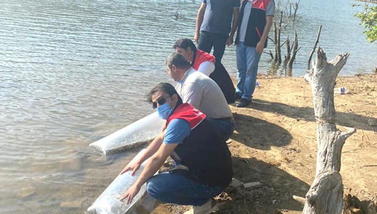 Erdek’te Yapıcı göletine sazan balığı salındı