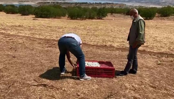 Ergani’de 300 sülün kuşu doğaya bırakıldı