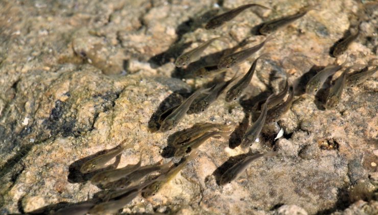 Erzincan’da gölete 100 bin adet yavru sazan bırakıldı