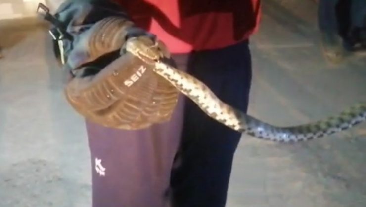 Eve giren yılan itfaiye ekiplerince yakalandı