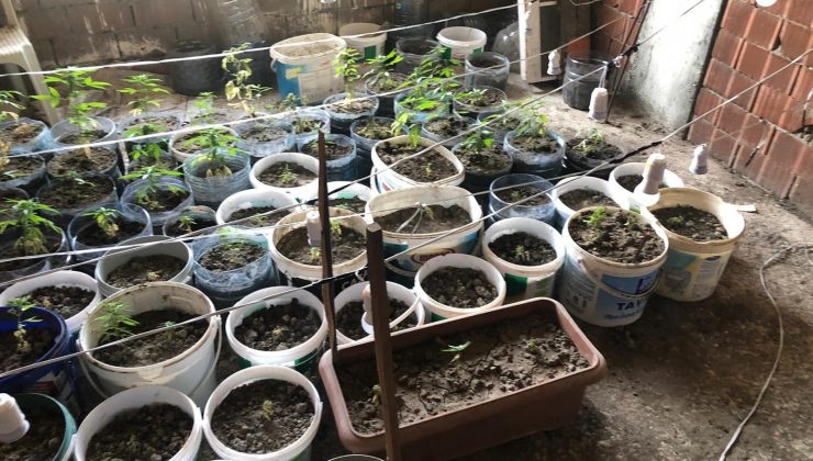 Evini uyuşturucu serasına dönüştürmüş