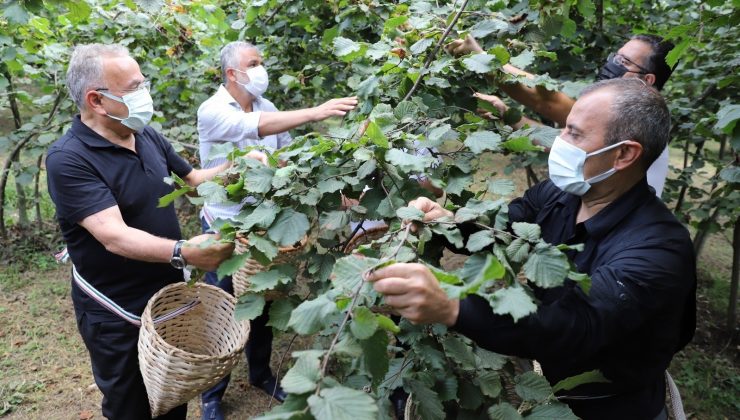Fındık hasadı başladı, vali ve başkan bahçeye girdi