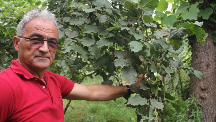 “Fındık pazara inmeden fındık fiyatı açıklansın” çağrısı
