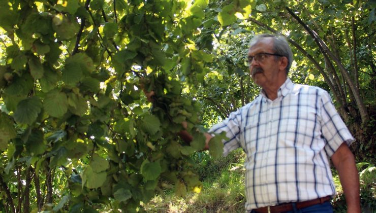 Fındık üreticisi fiyatların açıklanmasını bekliyor